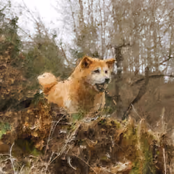 Majestic Shiba Inu Running Through The Woods