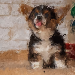 Corgi Puppy Sticking Out His Tongue