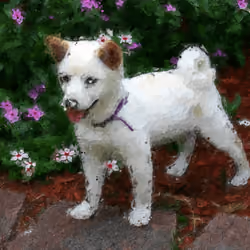Feisty Pure White Shiba Inu Puppy