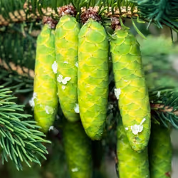 Green Pine Cones