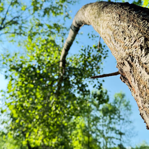 Fallen Tree Thrives at an Angle