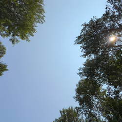 Trees Against the Sky