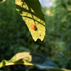 Snail Hanging on a Leaf