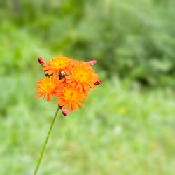 Orange Flower