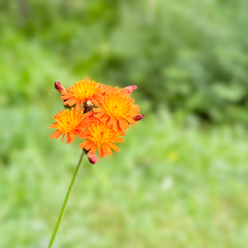 Orange Flower