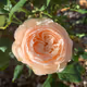 Rosas