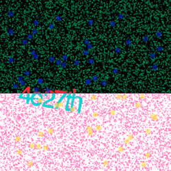 Captcha #7681