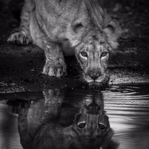 Reflection 26