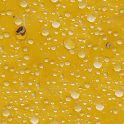 Dewscape 1