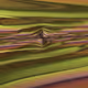 464