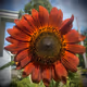 Sunflowers Over Suicide (FND)