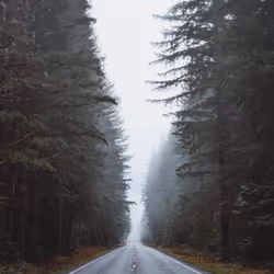 41