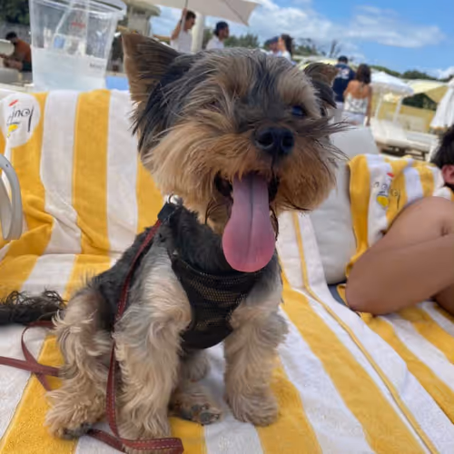 Crypto Dog 1 (Cizi)