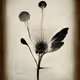 Dandelions V2