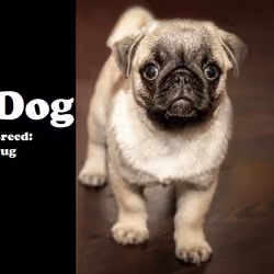 Dog (Pug)