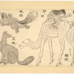 "Shojo on a camel, a flying tanuki and a black fox, from the series Illustrations for the Great Picture Book of Everything"