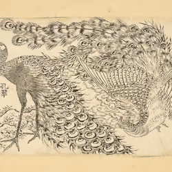 "Phoenix and peacock, from the series Illustrations for the Great Picture Book of Everything"