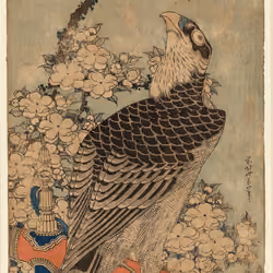 "Hawk and Cherry"