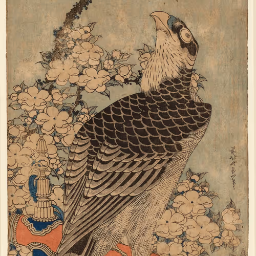 "Hawk and Cherry"