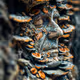 Psychedelic Imaginarium