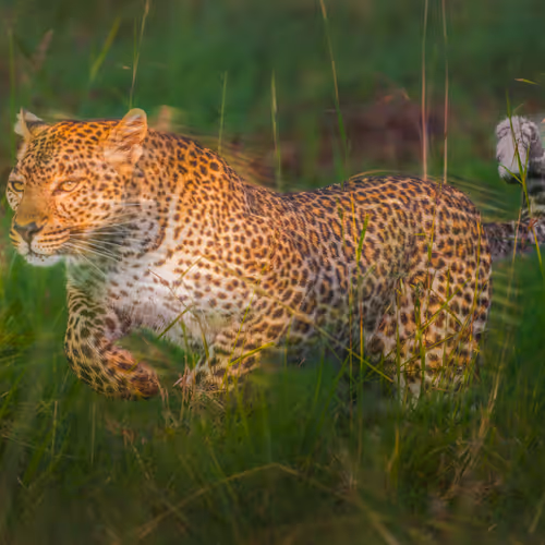 Wildlife