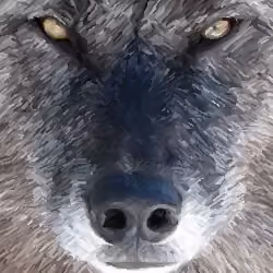 1. Gray Wolf, Canis lupus