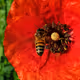 Be Life Bee