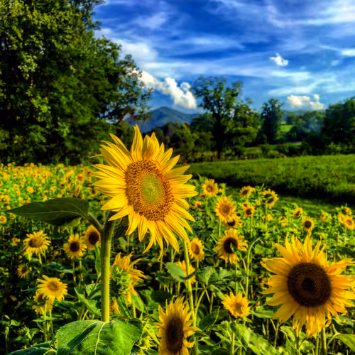 Warm Bright Farm Life