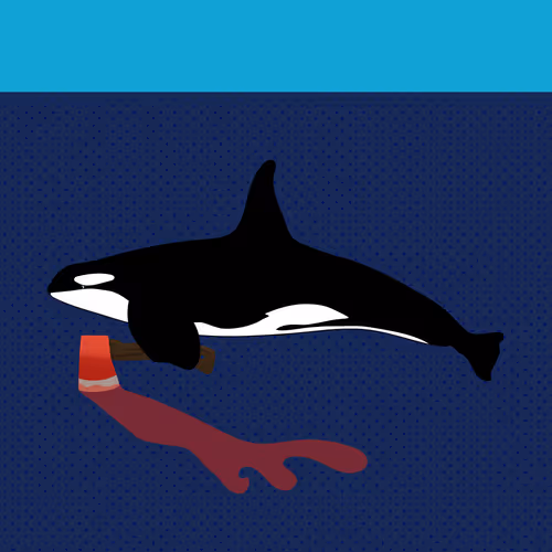 Killer Whale
