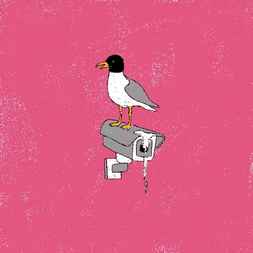 runaway seagull