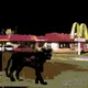 The Panther 
