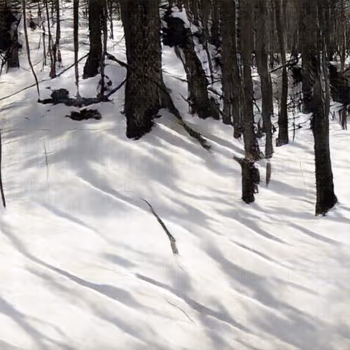 Learning Nature (b59b,8282,9)