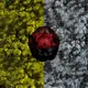 Hypno