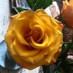 Roses for Grandma