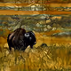 Where the buffalo roam