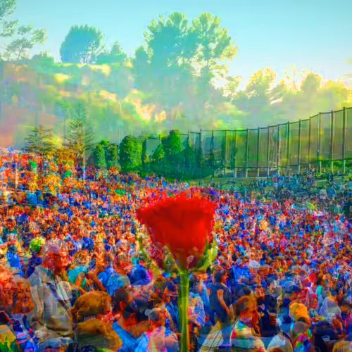 roses on roses / concert series (3 of 4)