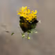 Learning Nature (b31,2575,11)