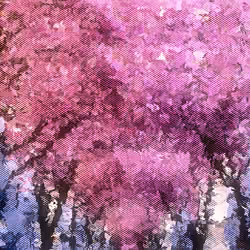 Cherry Blossom Avenue