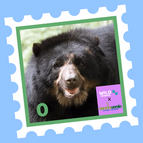 Wild Friends: Aruma #0