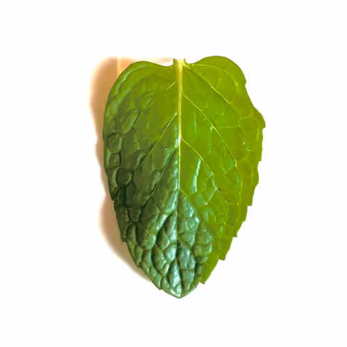 The Free Mint