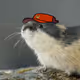 lemming