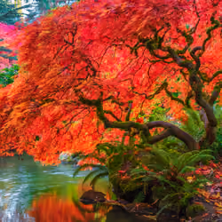 Tree of Fire
