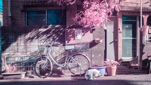 Item #25500050011 Media