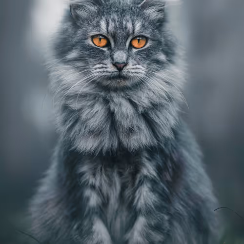 Day Night And Felines