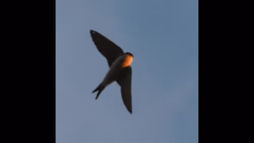 Item #7100000002 Media