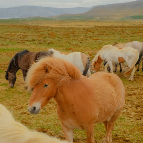 Horsin Around 3