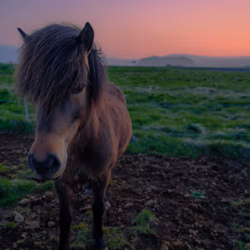 Horsin Around 3
