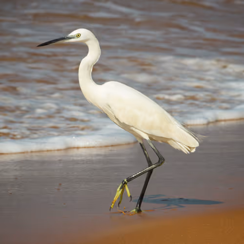 Egret