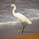 Egret
