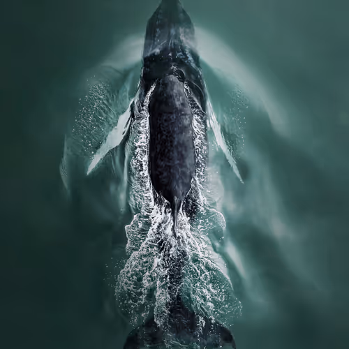 Hamptons Drone Art